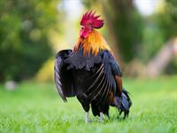 Shutterstock_1440536618_rooster_gailis.jpg