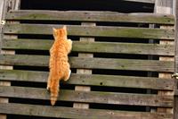 climbing cat.jpg