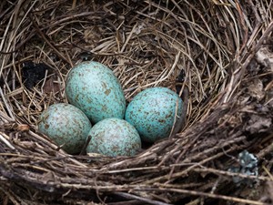 shutterstock_641297260_blue jay eggs_zilā sīļa olas.jpg