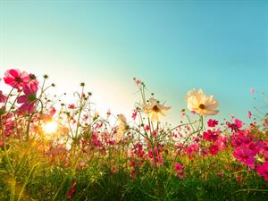 Shutterstock_797194879_summer_vasara.jpg