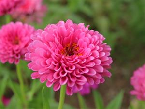 Shutterstock_695331115_pink aster_rozā astere.jpg