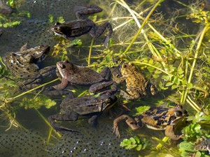 shutterstock_2403790779_frogs fertilize the eggs_vardes apaugļo olas.jpg