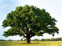 Shutterstock_707501539_tree_koks (1).jpg