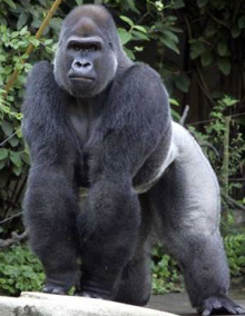 gorilla1.png