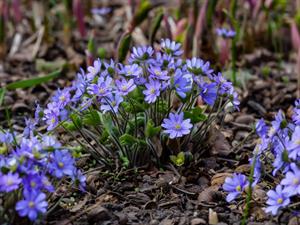 Shutterstock_2154276665_noble liverwort_zilā vizbulīte.jpg