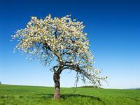 shutterstock_106818899_apple tree_ābele.jpg