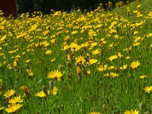 Shutterstock_2372072891_autumn hawkbit_rudens vēlpiene.jpg