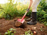 Shutterstock_1236788005_woman dig potatoes_sieviete rok kartupeļus.jpg