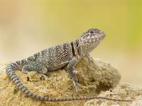Shutterstock_1155959833_lizard_ķirzaka.jpg