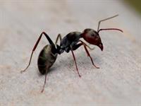 Shutterstock_1409222237_ant_skudra.jpg