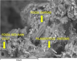 meteorite_diatom_fossil-e1358614801572.jpg