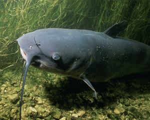 catfish pix.jpg