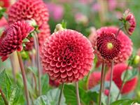 Shutterstock_2512680945_dahlia_dālija.jpg