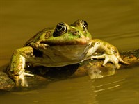shutterstock_1691591686_frog_varde.jpg