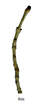 osis.png