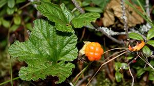 cloudberry-1946487_1280.jpg