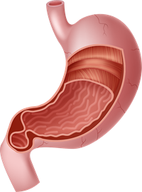 YCIND_221123_4748_stomach.png