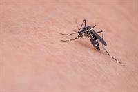 mosquito-719613_1920.jpg