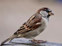 sparrow-2760021_1920.jpg