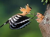 shutterstock_1918344578_hoopoe feeding kids_pupuķis baro bērnus.jpg