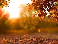 rudens lapas.jpg