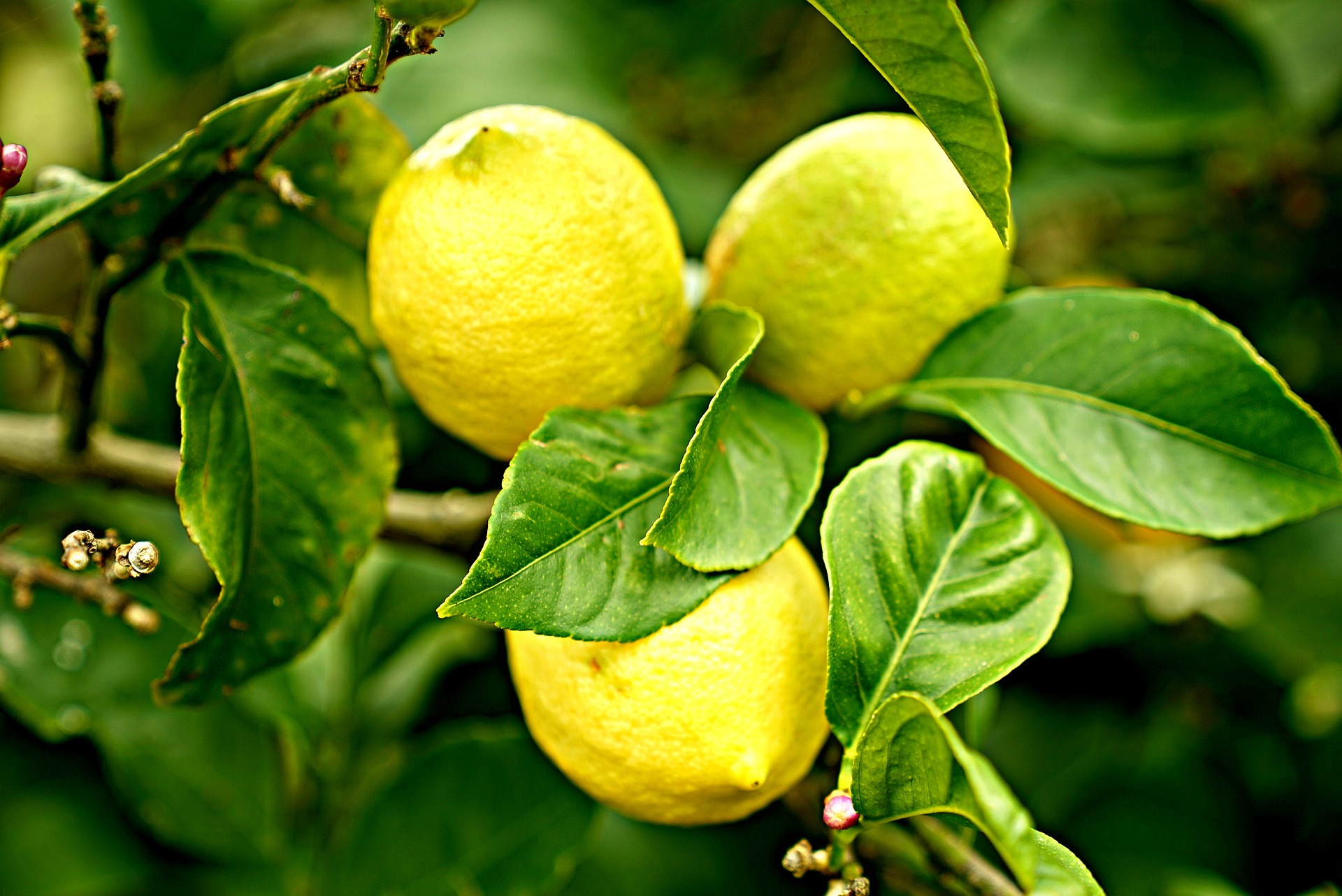 Citron. Цитрус (Citrus) – лимон. Лимон обыкновенный (Citrus Limon). Дерево лимон (Cítrus Límon). Lemon Tree (лимонное дерево).