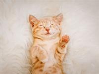 Shutterstock_1380449315_happy cat_priecīgs kaķis.jpg