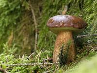 shutterstock_2483827283_pine bolete_priežu beka.jpg