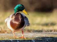 Shutterstock_797180761_duck_pīle.jpg