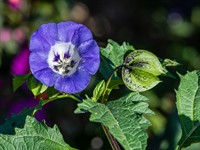 Shutterstock_2536599771_apple of Peru_spuldzeņu nikandra.jpg