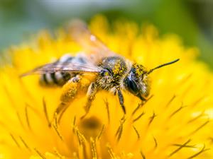 Shutterstock_1729117612_bee_bite.jpg