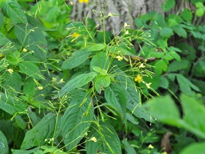 Shutterstock_2090289517_small balsam_sīkziedu sprigane.jpg