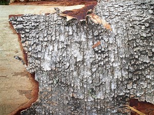 shutterstock_2440701085_tree bark_koka miza (2).jpg