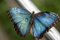 butterflyblue.jpg