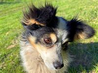 shutterstock_2632615159_dog_suns.jpg