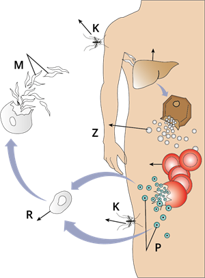 YCUZD_230727_5389_malarija_ar burtiem.png