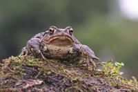 shutterstock_2054875910_parastais_krupis.jpg