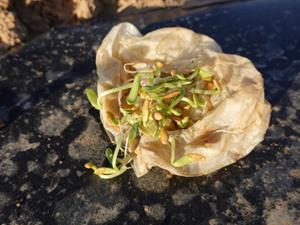 Shutterstock_2501156693_germination on a napkin_dīgšana uz salvetes.jpg