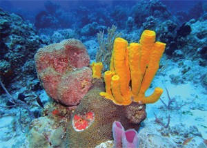 shutterstock_2142940667_caurulu_suklis_karibu_jura.jpg