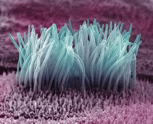 david-phillips-cilia-in-the-lung-from-all-postersbronchiole-sem.jpg