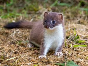 Shutterstock_2121448379_stoat_sermulis.jpg