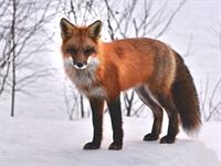 Shutterstock_2200473515_fox_lapsa.jpg