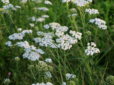 Shutterstock_2337907713_yarrow_pelašķis.jpg