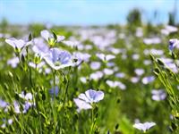 Shutterstock_1762872014_flax flowers_linu ziedi.jpg