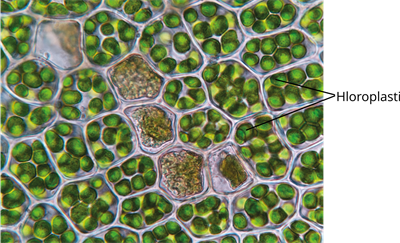 YCUZD_241119_6778_24_lab.png