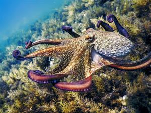 Shutterstock_2500986565_octopus_astoņkājis.jpg