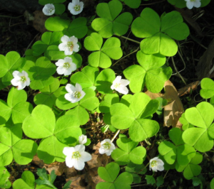Oxalis_acetosella_by_Nazo1989.png