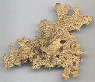 Lobaria_pulmonaria.m.png