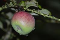 apple-2893281_1920.jpg