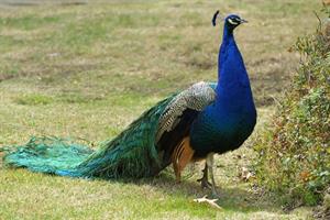 peacock2-pix.jpg